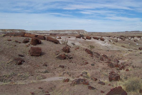 Petrified forest